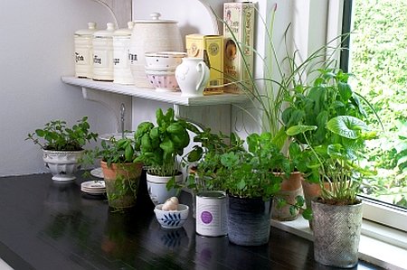 Stvorite mali vrt zainskog bilja u svojoj kuhinji